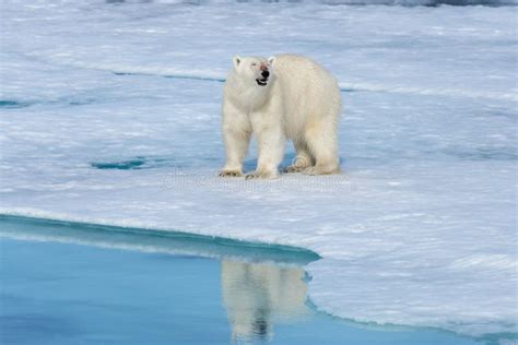 Gelo polar de derretimento foto de stock Imagem de ártico 15470832