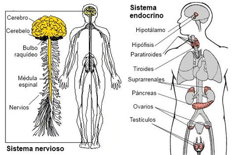 Sistema Nervioso Y Endocrino Buscar Con Google Biologuiia