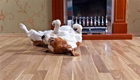 Laminate Flooring Best For Dogs Clsa Flooring Guide