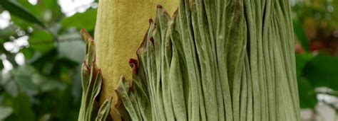 Giant Penis Plant Is Blooming At Hortus Botanicus Leiden University