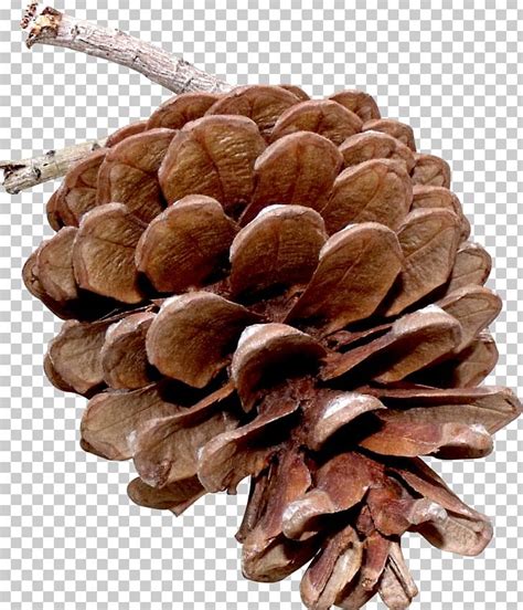 Pine Nut Tree Png Clipart Nature Nut Tree Pine Pine Nut Pinus