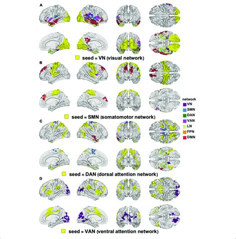 Canonical Rsns Seeds Yellow And Corresponding Cortical Clusters