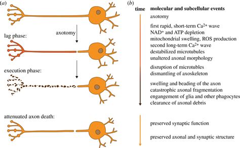 Phases And Events During Wallerian Degeneration A Morphological Download Scientific Diagram