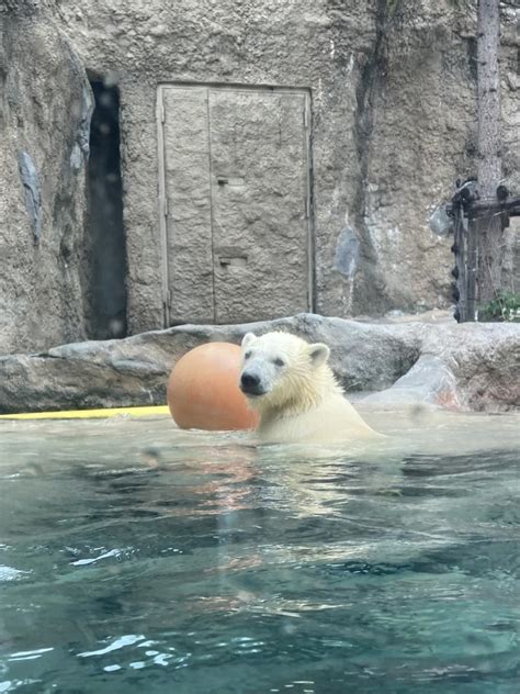 『7月初めの旭川、2度目の旭山動物園 ②20日ぶりに再会した ホッキョクグマの赤ちゃん は、ますますの芸達者ぶりだった！』旭川北海道の