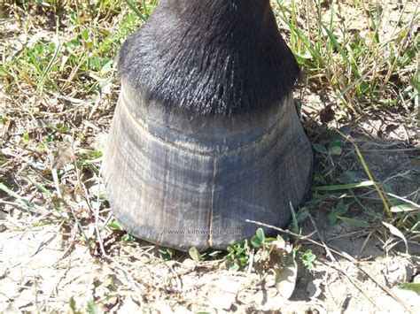 Horse Hoof Care Tips - Passionate Horsemanship