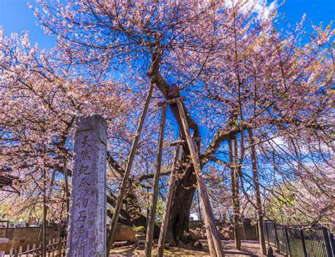 2020年の桜に逢いたい♪ 南関東のさくら名所4選季節・暮らしの話題 2020年03月16日 日本気象協会 Tenkijp