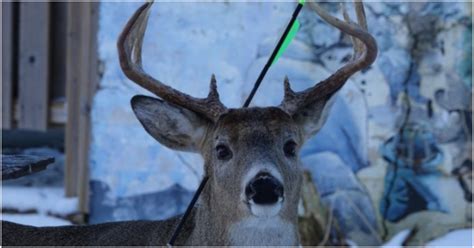 famous deer  visits  town  christmas shows