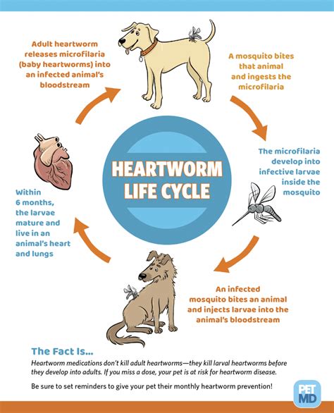 Let's Talk Heartworm Disease! - Bunny's Buddies