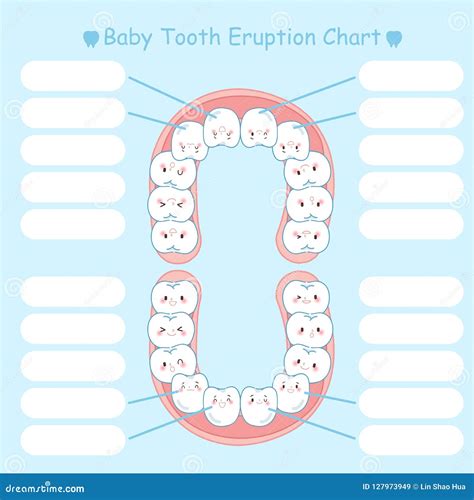 Baby Tooth Chart Record Vector Illustration 65181952