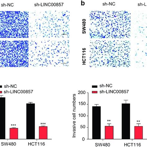 Linc Knockdown Suppresses Crc Cell Migration And Invasion Hct