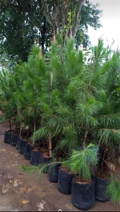 Jual Pohon Pinus Padi Umkm