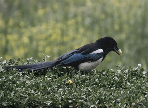 Eurasian Magpie Bird Animal Free Photo On Pixabay Pixabay