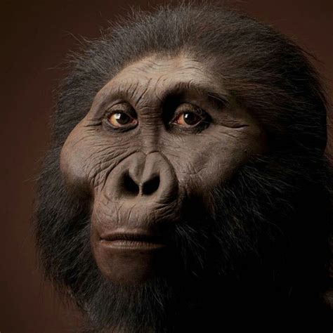 closer   evolutionary faces artofit