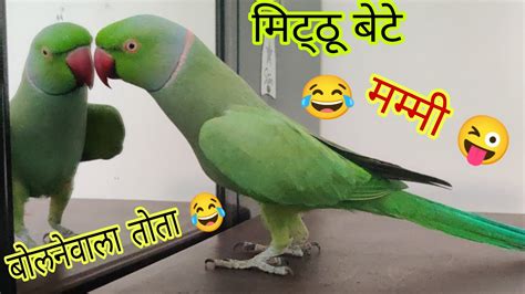 Mithu Bete Talking Parrot बोलनेवाला तोता Tota Mitthu Mithu Sound Cute Talkingparrot