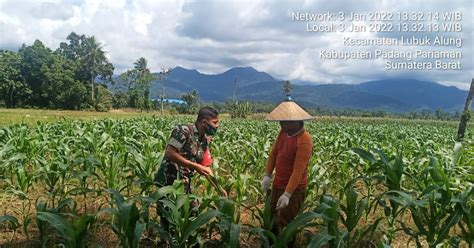 Wujudkan Ketahanan Pangan Babinsa Koramil Lubuk Alung Dampingi