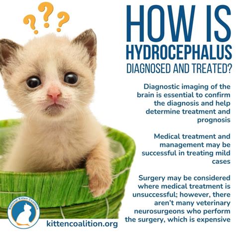 Hydrocephalus In Kittens National Kitten Coalition