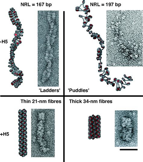 Nucleosome Repeat Length And Linker Histone Stoichiometry Determine