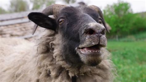 sheep baa stock   royalty  footage istock