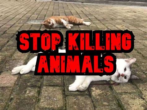 Stop Killing Animals Lets Save Their Life Gogetfunding