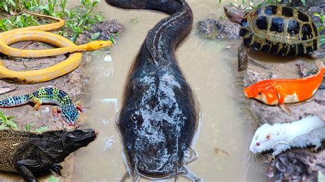 Wow Tangkap Ikan Lele Monter Dalam Lubang Ada Ikan Hias Ikan Koi