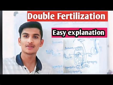 Double Fertilization Ll Sexual Reproduction In Flowering Plants