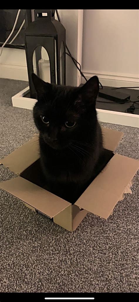 If I Fits I Sits R Aww