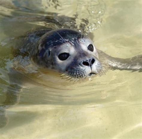 Erste Seehund-Teenies fit für die Nordsee - WELT