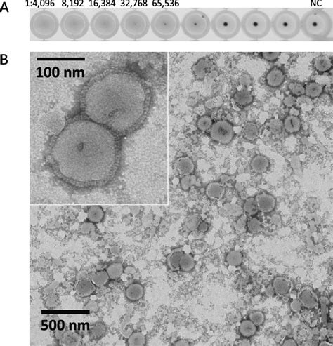 Characterization Of Vlps By A Ha Assay Using Trbc And B By Negative