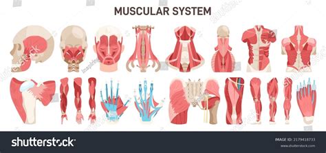 3075 Side View Human Body Muscles Images Stock Photos And Vectors