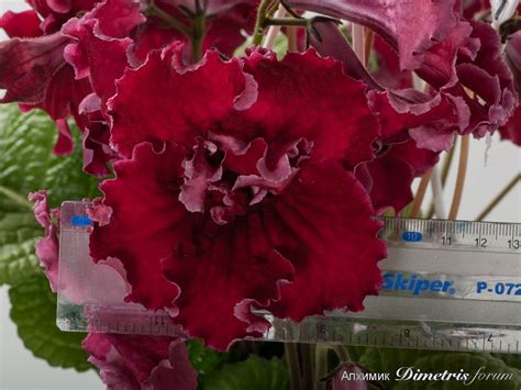 View Variety of Red Flowers with Measuring Tape