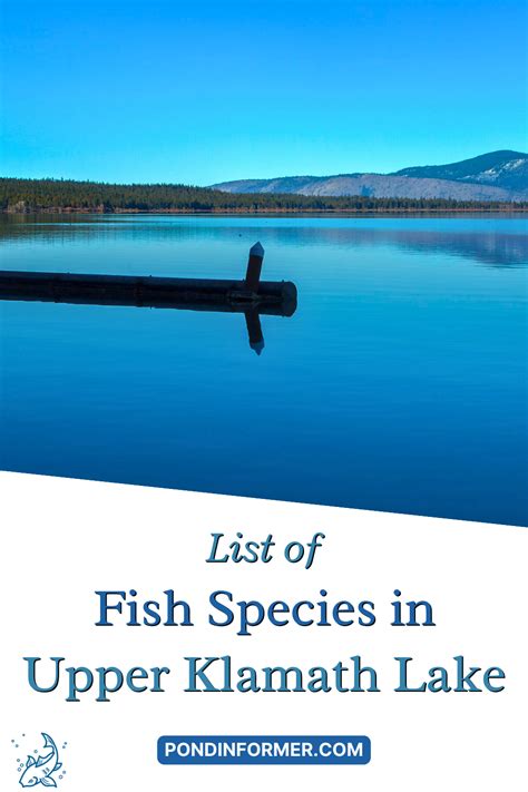 List Of Fish Species In Lake Winnibigoshish Updated Artofit