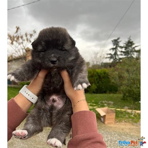 Adorabili Cuccioli Di Akita Inu Cercano Casa In Vendita A Cosenza Cs