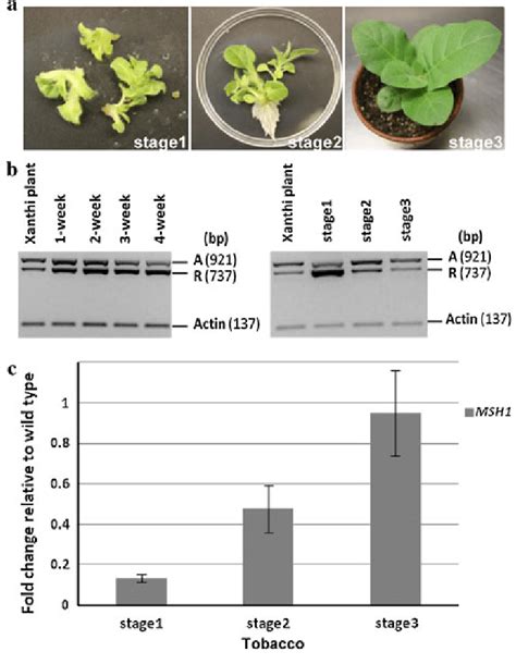 Mitochondrial Genome Configuration And Associated Msh1 Expression