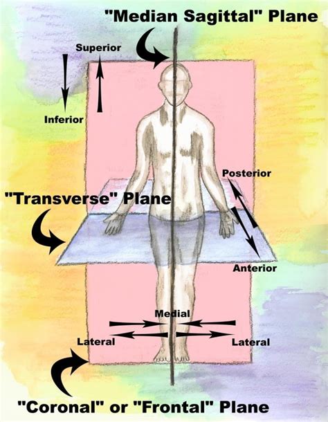 Body Positions Diagram Quizlet