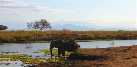 4 Days Tanzania Tented Camp Safari Meijo Safaris