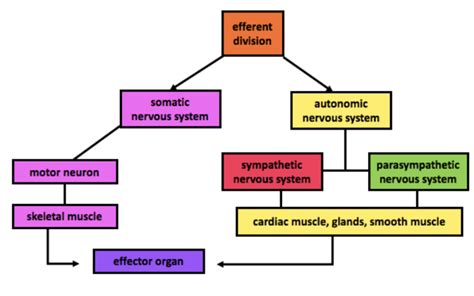 22 Agents And Actions Of The Autonomic Nervous System Sympathetic Nervous System Principles