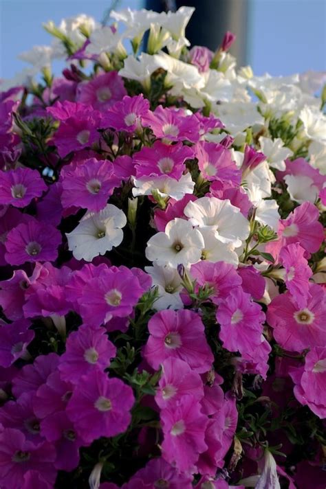 How To Grow Petunias