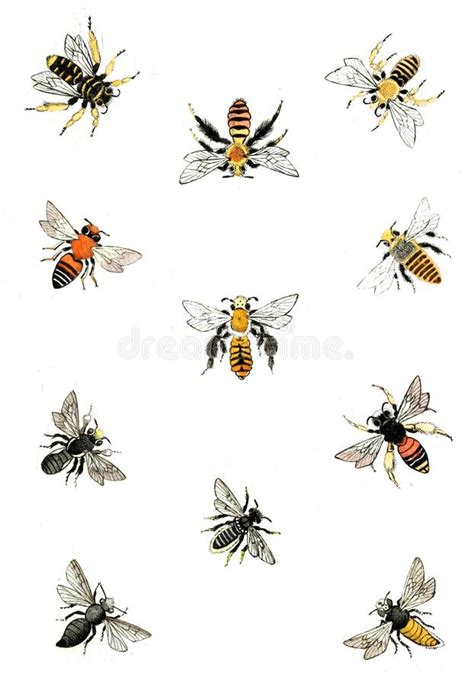 Ejemplos Del Insecto Stock De Ilustraci N Ilustraci N De Grabado