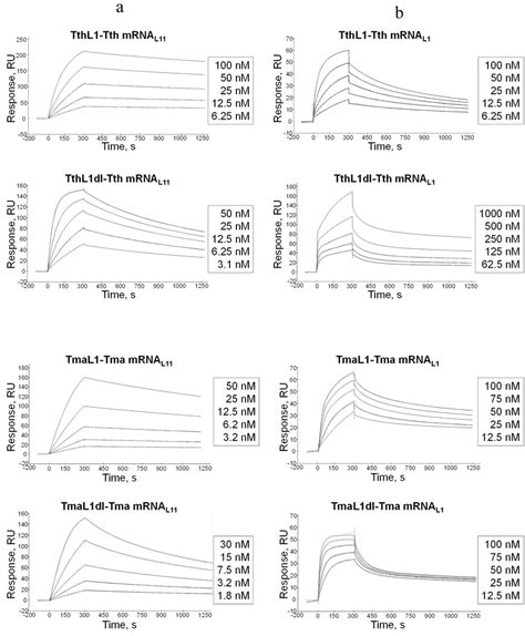 Spr Sensorgrams Showing Kinetic Analysis Of Binding Of L1 Proteins And