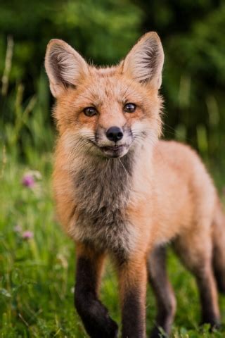 Little Fox - Download Mobile Phone full HD wallpaper