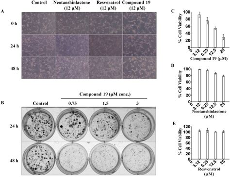 A Bright Field Images Of MDA MB 231 Cells Treated With Vehicle