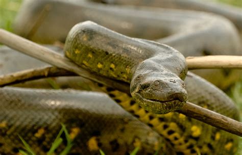 Green Anaconda Critterfacts - Riset