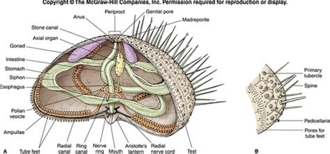 BIOL1604 Lab Practical 2 Phylum Echinodermata Flashcards Quizlet