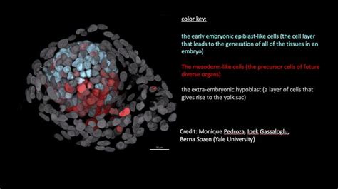 human embryo model created  stem cells