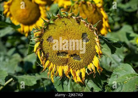 Un Campo Con Girasoles Durante El Cultivo Para Cosechar Semillas De