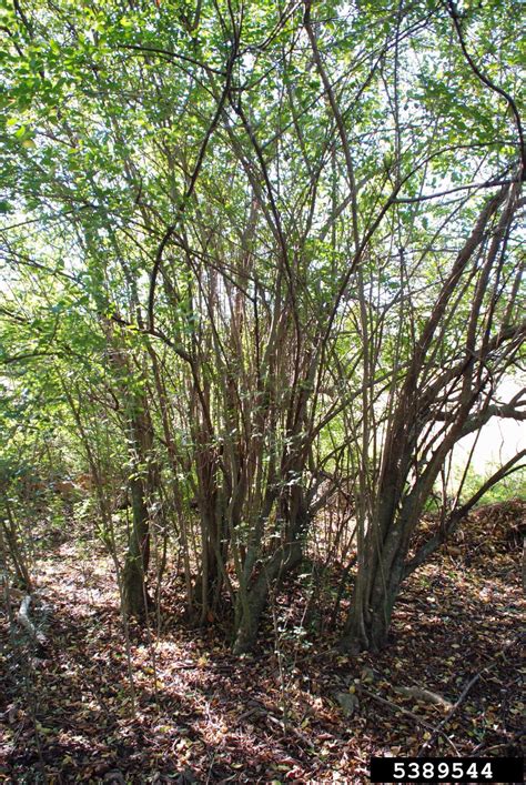 Chinese Privet Ligustrum Sinense Lour