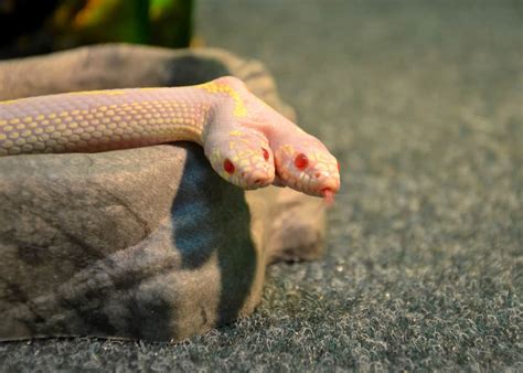 Rare Find: Albino Two – Headed Snake Captivates Zoo Visitors at Snake ...