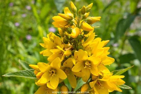 Weeds With Yellow Flowers Common Lawn Weed Guide Crabgrasslawn