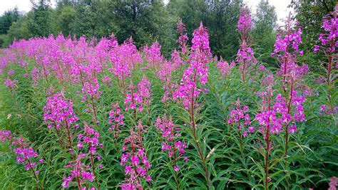 journal  plant medicines willow bark  pain inflammation