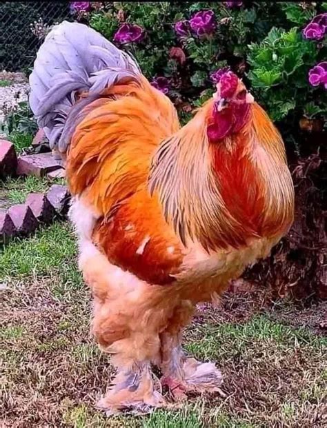 Pin By Patricio Carvajal On Gallinas Ornamentales Beautiful Chickens Chickens Backyard